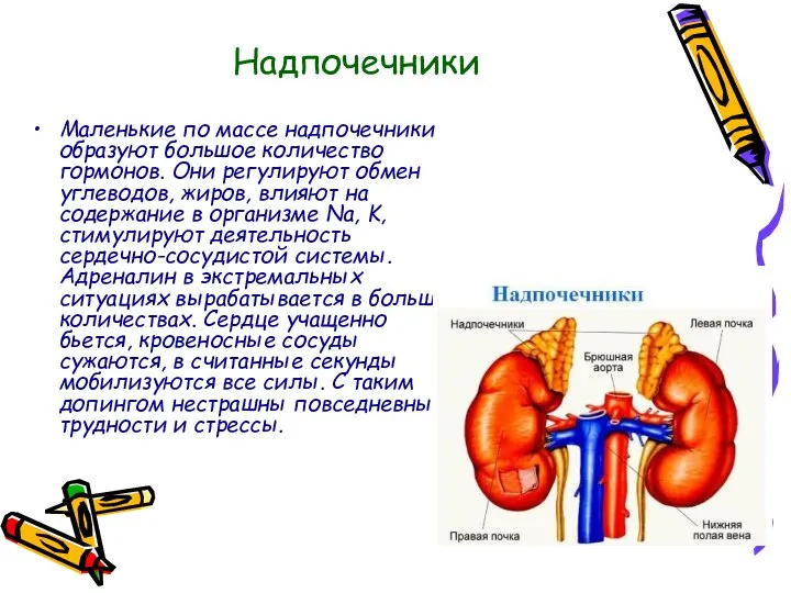 Надпочечники Маленькие по массе надпочечники образуют большое количество гормонов. Они регулируют обмен