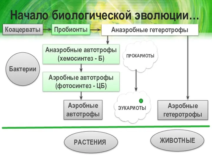 Начало биологической эволюции… Коацерваты Пробионты Анаэробные автотрофы (хемосинтез - Б) Анаэробные гетеротрофы