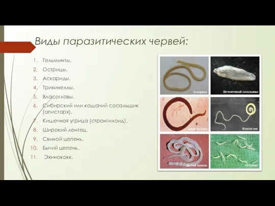 Виды паразитических червей: Гельминты. Острицы. Аскариды. Трихинеллы. Власоглавы. Сибирский или кошачий сосальщик