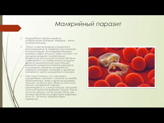 Малярийный паразит Малярийный паразит является возбудителем малярии. Малярия – очень опасная болезнь.