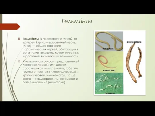 Гельми́нты Гельми́нты (в просторечии глисты́, от др.-греч. ἕλμινς — паразитный червь, глист)