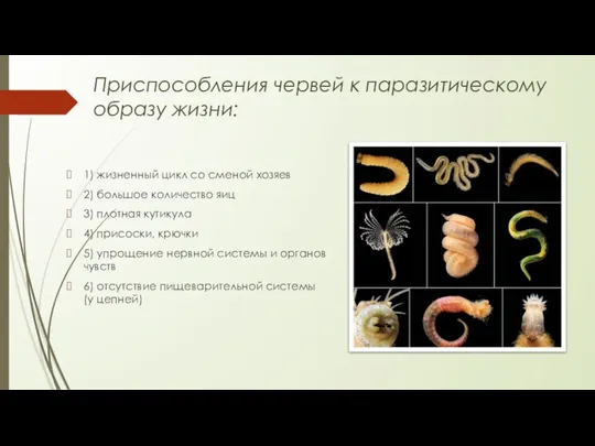 Приспособления червей к паразитическому образу жизни: 1) жизненный цикл со сменой хозяев