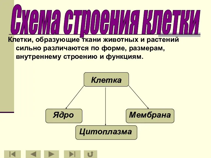 Клетки, образующие ткани животных и растений сильно различаются по форме, размерам, внутреннему