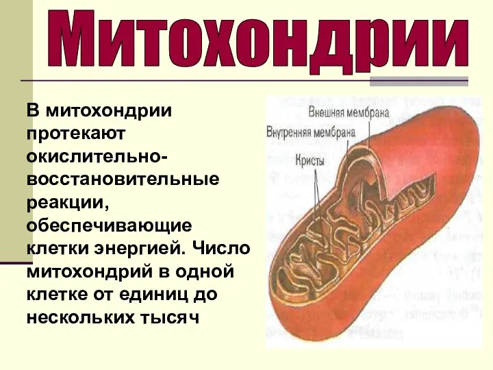 Митохондрии В митохондрии протекают окислительно-восстановительные реакции, обеспечивающие клетки энергией. Число митохондрий в