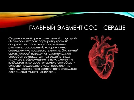 ГЛАВНЫЙ ЭЛЕМЕНТ ССС – СЕРДЦЕ Сердце – полый орган с мышечной структурой.