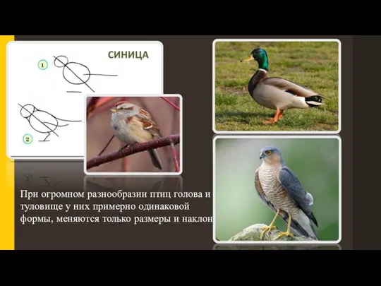 При огромном разнообразии птиц голова и туловище у них примерно одинаковой формы,