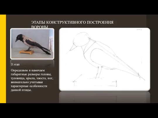 ЭТАПЫ КОНСТРУКТИВНОГО ПОСТРОЕНИЯ ВОРОНЫ 3 этап Определяем и намечаем габаритные размеры головы,