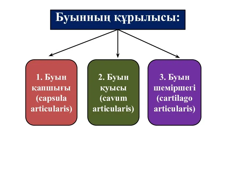 Буынның құрылысы: 1. Буын қапшығы (capsula articularis) 2. Буын қуысы (cavum articularis)