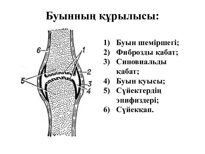 Буынның құрылысы: Буын шеміршегі; Фиброзды қабат; Синовиальды қабат; Буын қуысы; Сүйектердің эпифиздері; Сүйекқап.