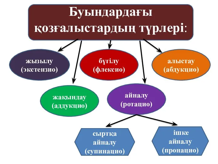 Буындардағы қозғалыстардың түрлері: жызылу (экстензио) бүгілу (флексио) алыстау (абдукцио) жақындау (аддукцио) айналу