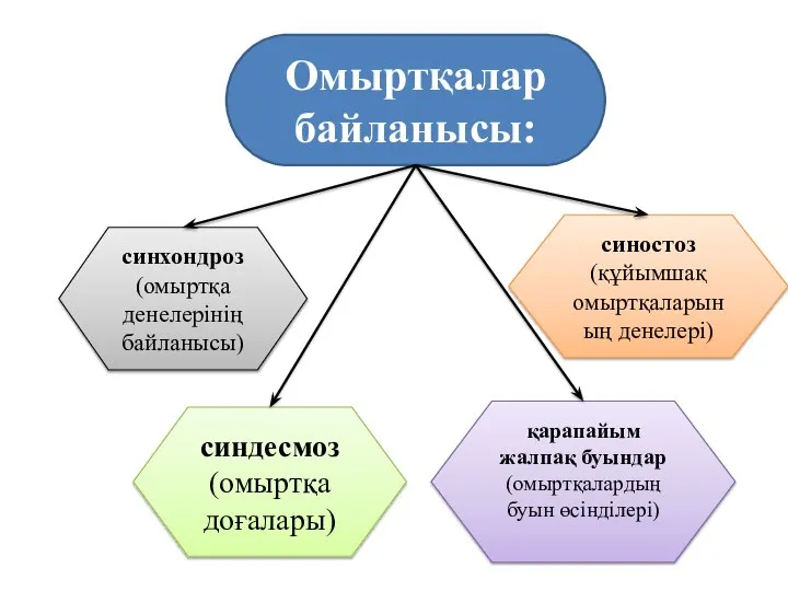 Омыртқалар байланысы: синхондроз (омыртқа денелерінің байланысы) синостоз (құйымшақ омыртқаларының денелері) синдесмоз (омыртқа