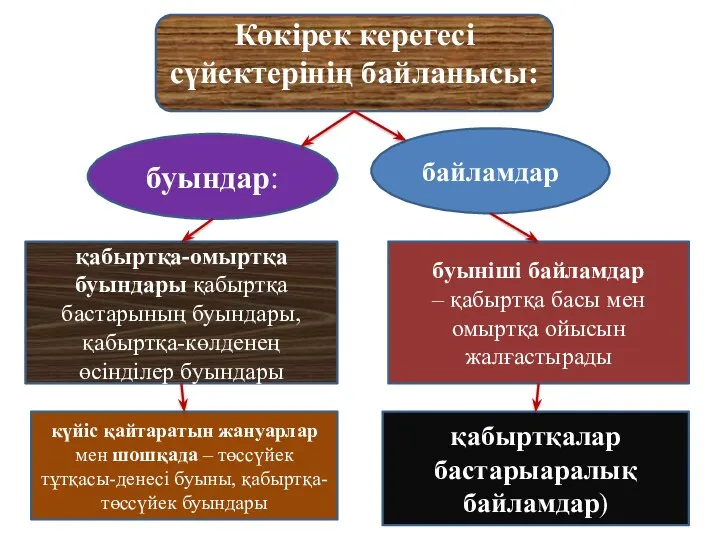 буындар: байламдар Көкірек керегесі сүйектерінің байланысы: қабыртқа-омыртқа буындары қабыртқа бастарының буындары, қабыртқа-көлденең