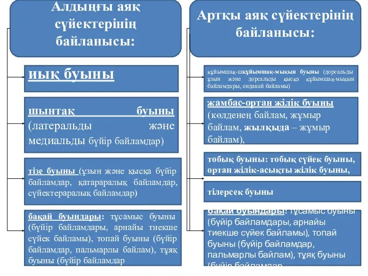 Алдыңғы аяқ сүйектерінің байланысы: иық буыны шынтақ буыны (латеральды және медиальды бүйір