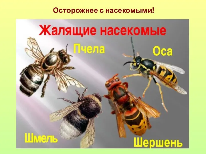 Осторожнее с насекомыми!