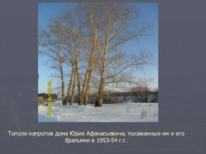 Тополя напротив дома Юрия Афанасьевича, посаженные им и его братьями в 1953-54 г.г.