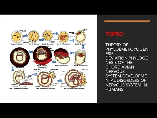 TOPIC: THEORY OF PHYLOEMBROYOGENESIS – DEVIATION.PHYLOGENESIS OF THE CHORD AVIAN NERVOUS SYSTEM.DEVELOPMENTAL