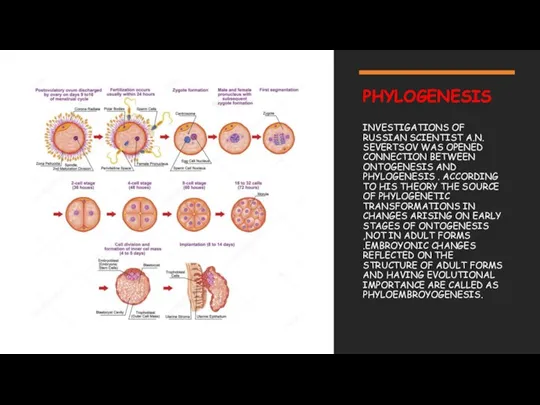 PHYLOGENESIS INVESTIGATIONS OF RUSSIAN SCIENTIST A.N. SEVERTSOV WAS OPENED CONNECTION BETWEEN ONTOGENESIS