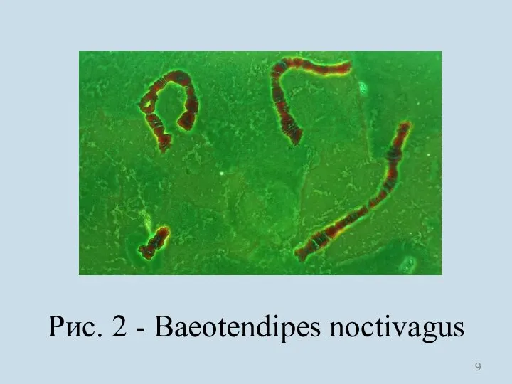 Рис. 2 - Baeotendipes noctivagus