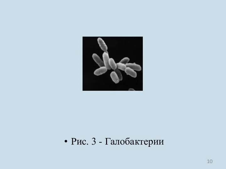 Рис. 3 - Галобактерии