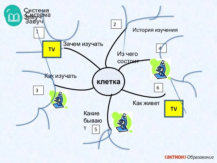 Из чего состоит Как живет Какие бывают Как изучать Зачем изучать 1