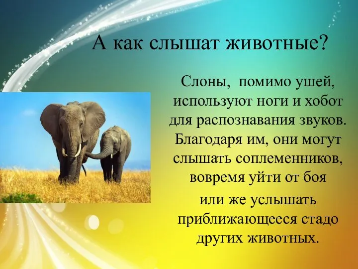 А как слышат животные? Слоны, помимо ушей, используют ноги и хобот для