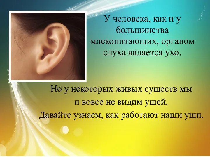 У человека, как и у большинства млекопитающих, органом слуха является ухо. Но