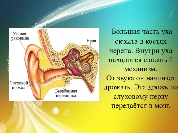 Большая часть уха скрыта в костях черепа. Внутри уха находится сложный механизм.