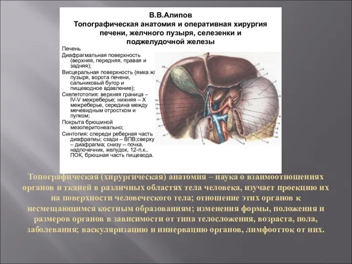 Топографическая (хирургическая) анатомия – наука о взаимоотношениях органов и тканей в различных