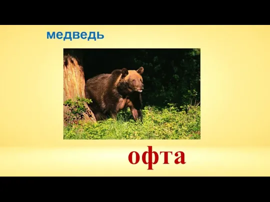 офта медведь