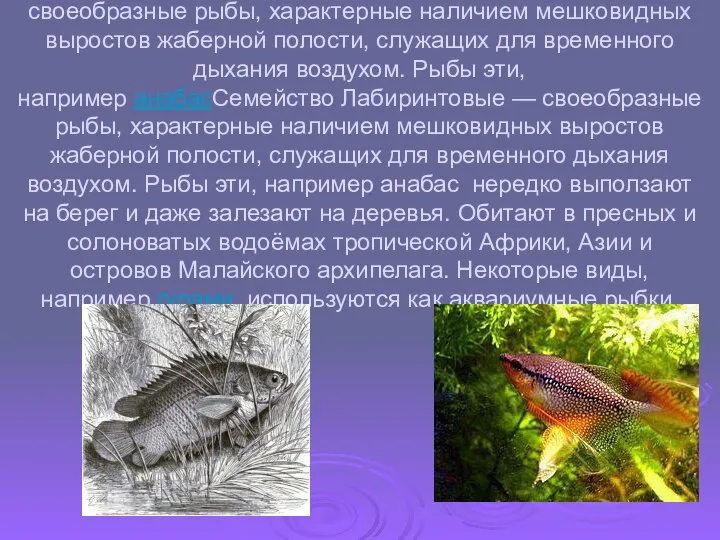 Семейство ЛабиринтовыеСемейство Лабиринтовые — своеобразные рыбы, характерные наличием мешковидных выростов жаберной полости,