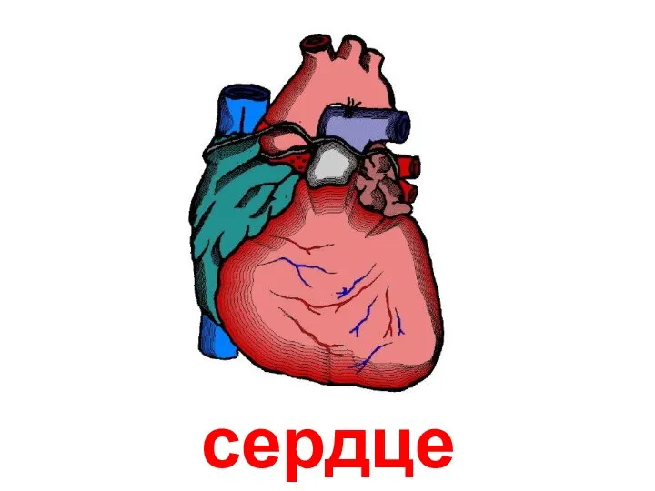 сердце