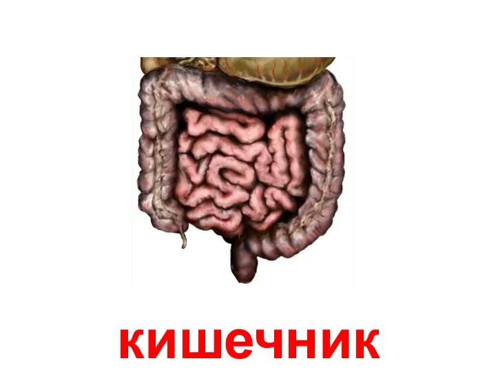 кишечник