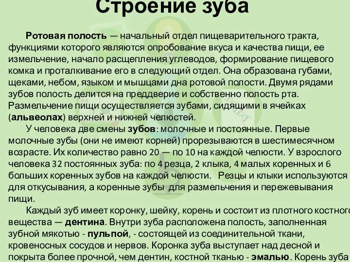 Строение зуба Ротовая полость — начальный отдел пищеварительного тракта, функциями которого являются