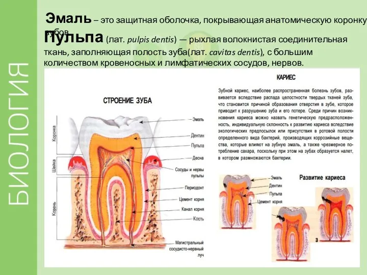 Эмаль – это защитная оболочка, покрывающая анатомическую коронку зубов. Пульпа (лат. pulpis