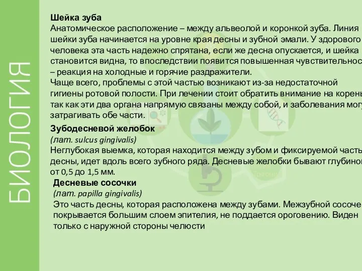 Шейка зуба Анатомическое расположение – между альвеолой и коронкой зуба. Линия шейки