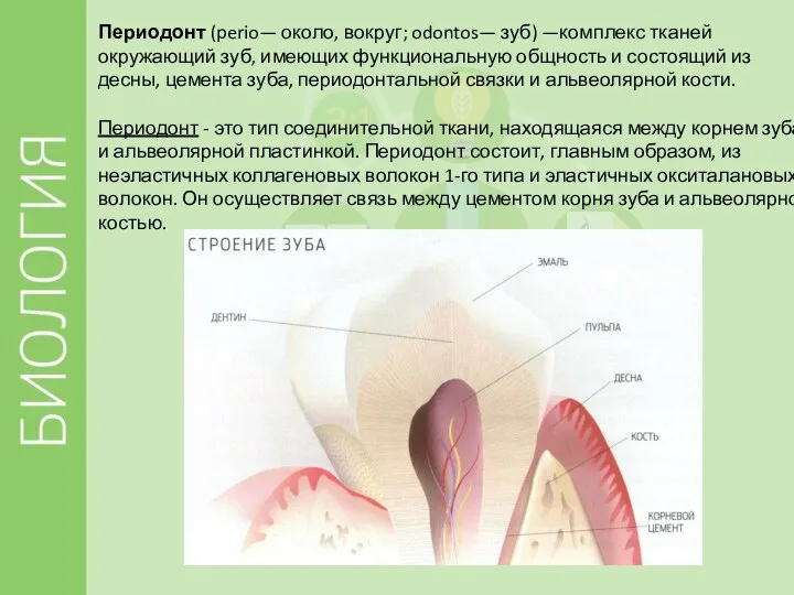 Периодонт (perio— около, вокруг; odontos— зуб) —комплекс тканей окружающий зуб, имеющих функциональную