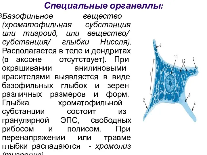 Специальные органеллы: Базофильное вещество (хроматофильная субстанция или тигроид, или вещество/ субстанция/ глыбки