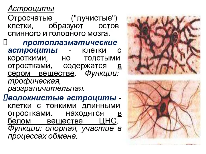 Астроциты Отросчатые ("лучистые") клетки, образуют остов спинного и головного мозга. протоплазматические астроциты