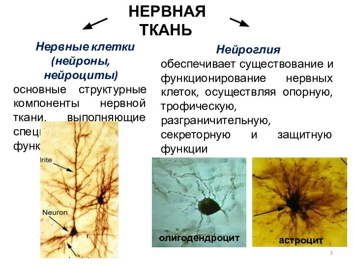 НЕРВНАЯ ТКАНЬ ННервные клетки (нейроны, нейроциты) основные структурные компоненты нервной ткани, выполняющие