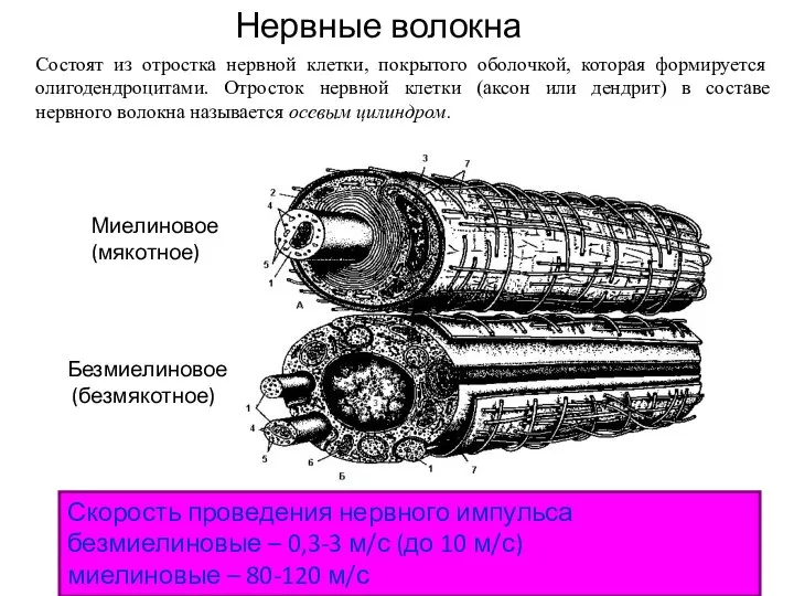 Нервные волокна Скорость проведения нервного импульса безмиелиновые – 0,3-3 м/с (до 10