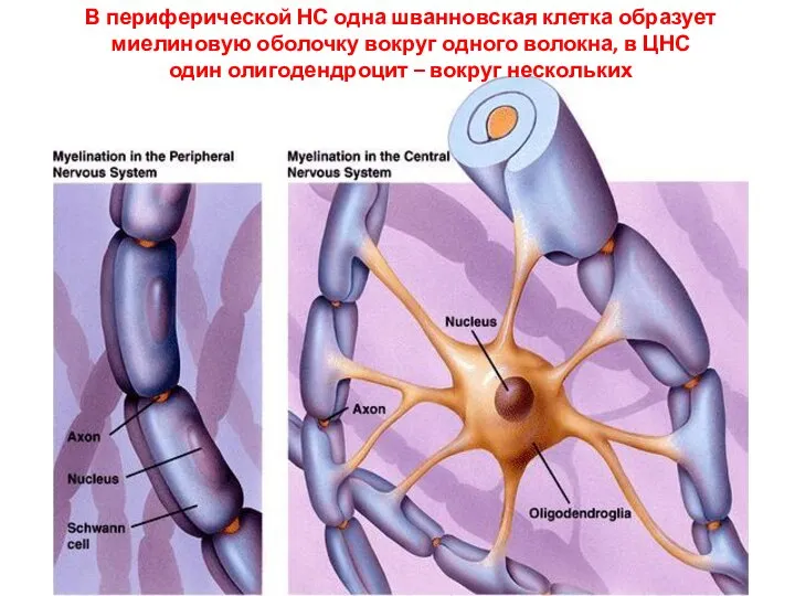В периферической НС одна шванновская клетка образует миелиновую оболочку вокруг одного волокна,
