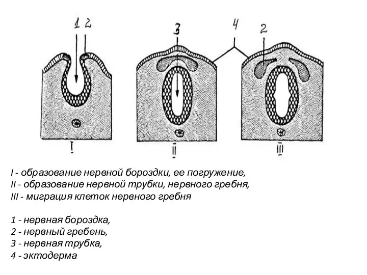 I - образование нервной бороздки, ее погружение, II - образование нервной трубки,