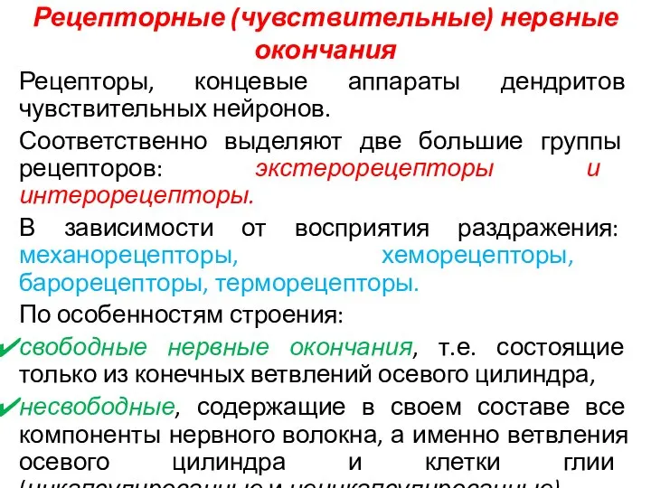 Рецепторные (чувствительные) нервные окончания Рецепторы, концевые аппараты дендритов чувствительных нейронов. Соответственно выделяют