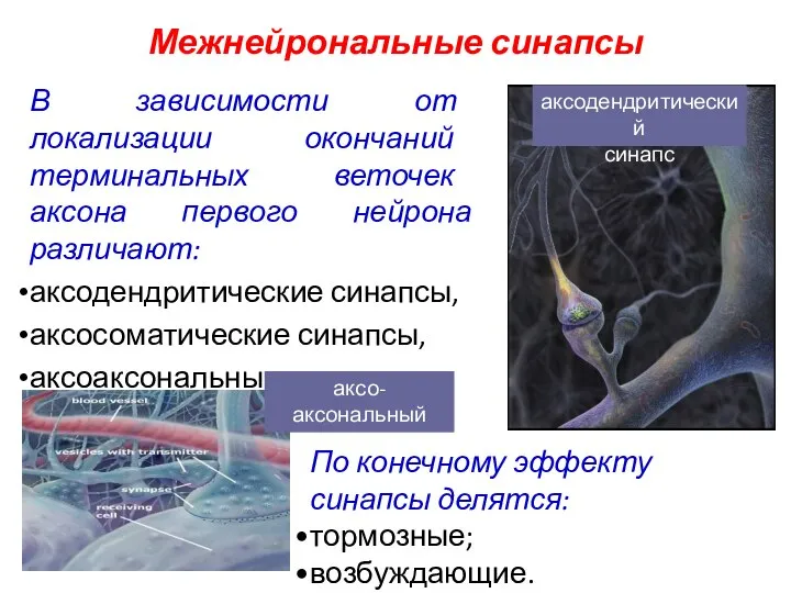 Межнейрональные синапсы В зависимости от локализации окончаний терминальных веточек аксона первого нейрона