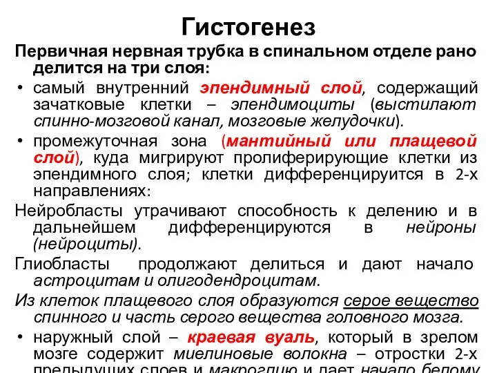 Гистогенез Первичная нервная трубка в спинальном отделе рано делится на три слоя: