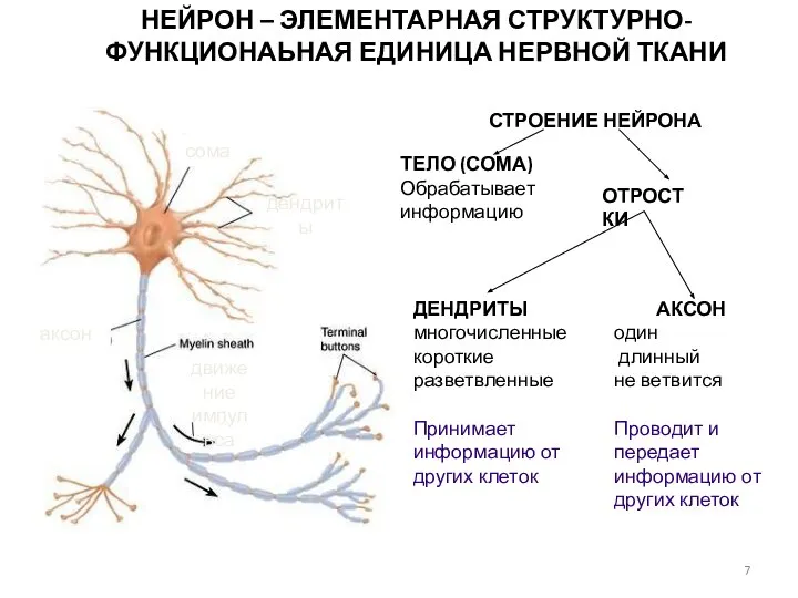 НЕЙРОН – ЭЛЕМЕНТАРНАЯ СТРУКТУРНО-ФУНКЦИОНАЬНАЯ ЕДИНИЦА НЕРВНОЙ ТКАНИ