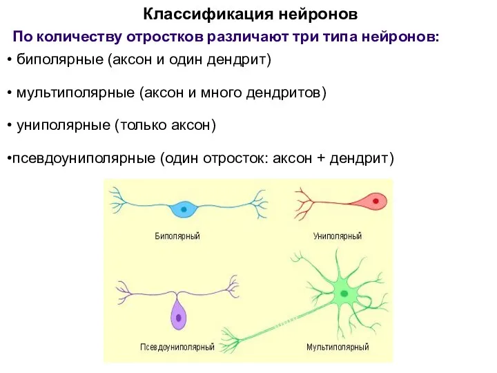 Классификация нейронов По количеству отростков различают три типа нейронов: биполярные (аксон и