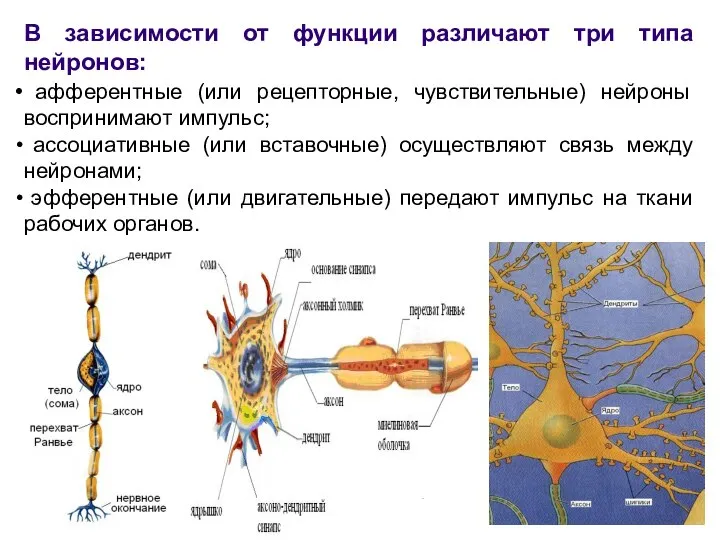 В зависимости от функции различают три типа нейронов: афферентные (или рецепторные, чувствительные)