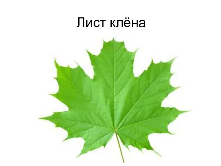 Лист клёна