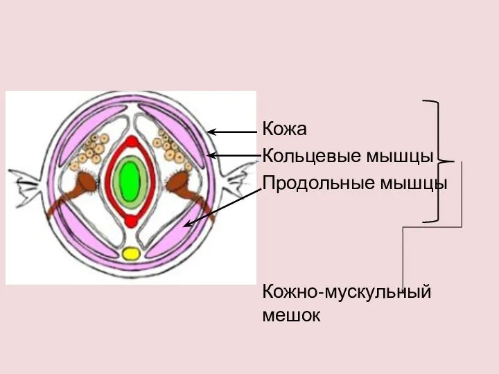 Кожа Кольцевые мышцы Продольные мышцы Кожно-мускульный мешок